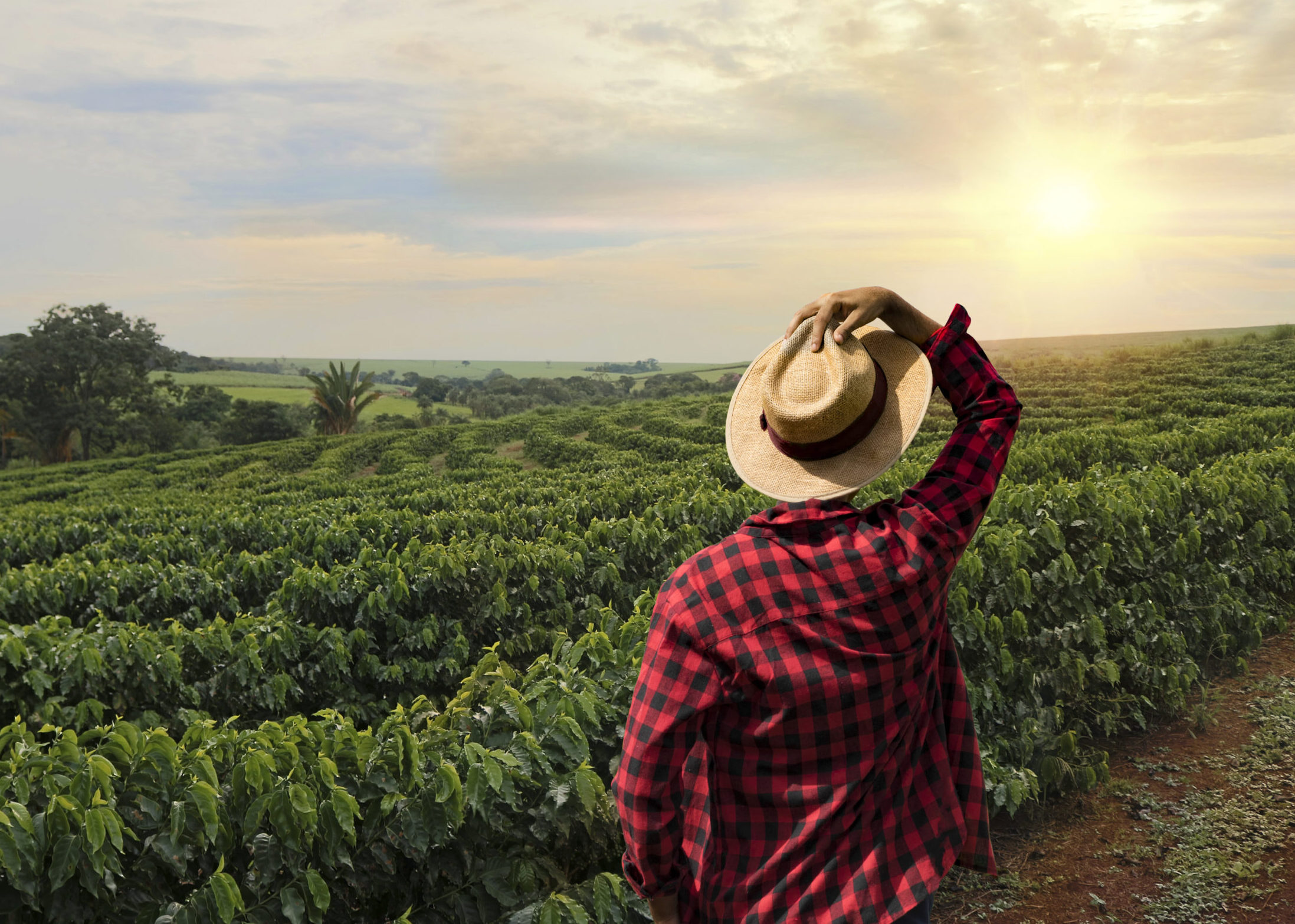 Farmer working on coffee field at sunset outdoor